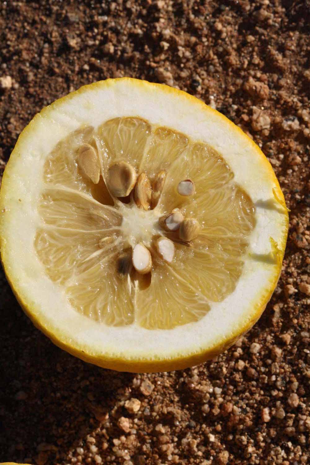             Fruit cross-section (Riverside, CA)       